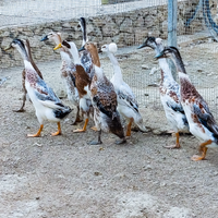 Anatre corritrici indiane