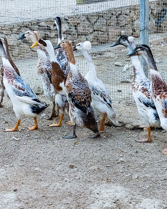 Anatre corritrici indiane