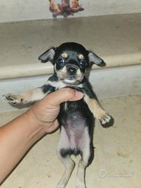 Chihuahua toy Allevamento Cucciolisole