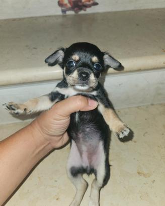 Chihuahua toy Allevamento Cucciolisole