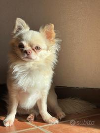 Chihuahua monta