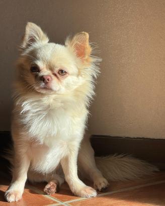 Chihuahua monta