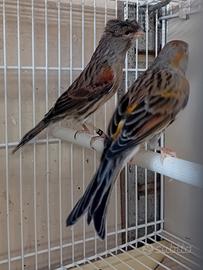 Canarini arlecchini portoghesi