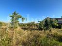 terreno-agricolo-alife-cod-rif-3159733vcg-