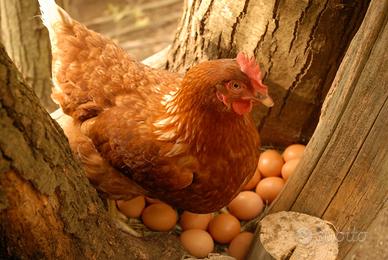 Galline