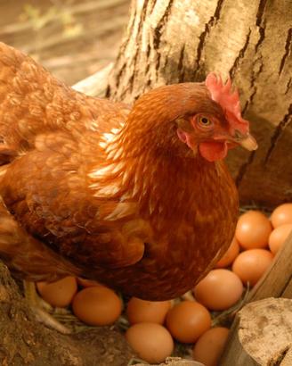 Galline