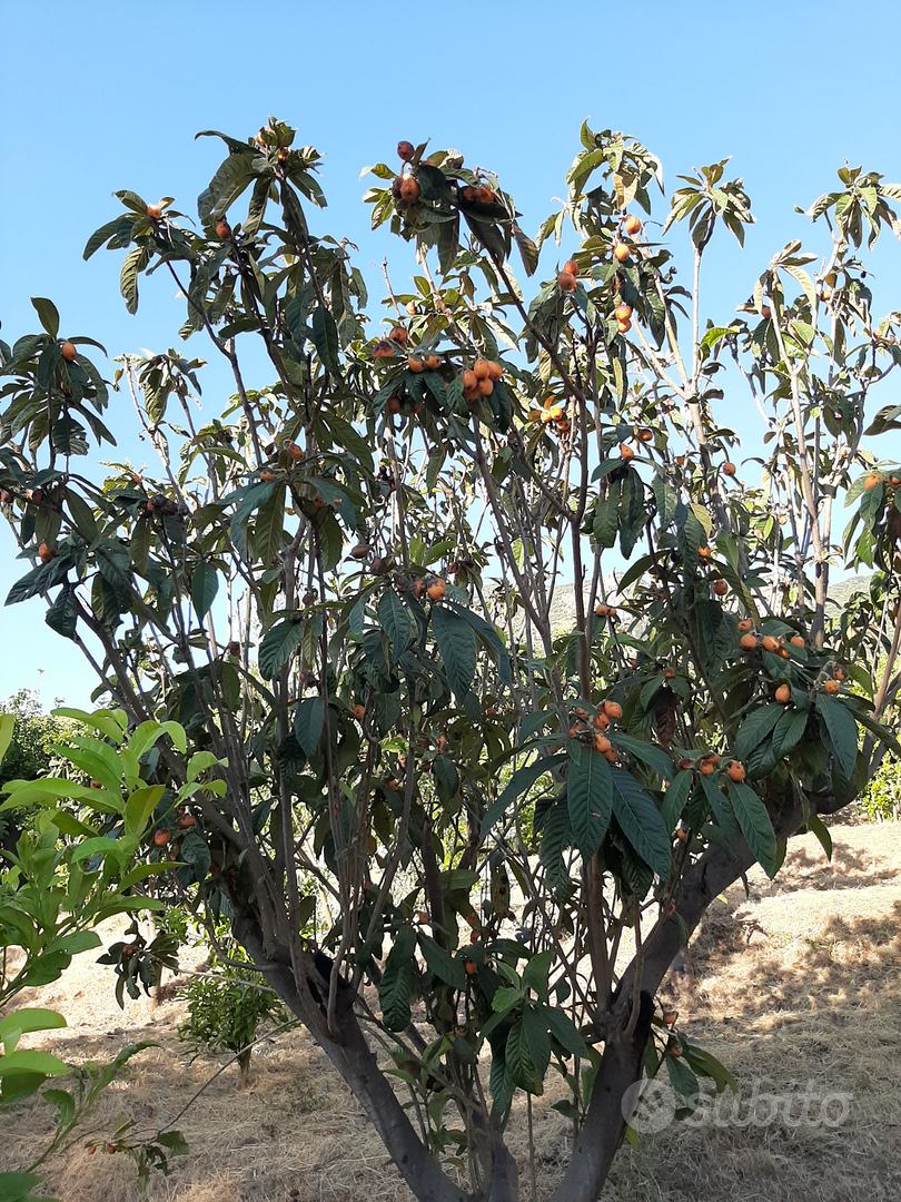 Terreno Agricolo - Vista 6