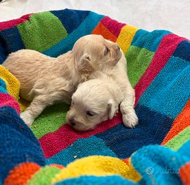 Cuccioli di Maltipoo