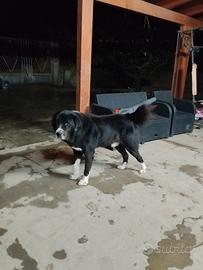 Pastore Asia centrale