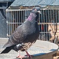 Piccioni di taglia media e grande