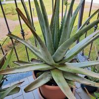 Piante di Aloe vera