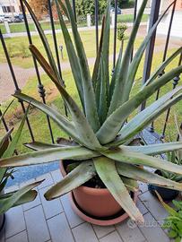 Piante di Aloe vera