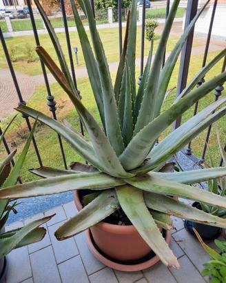 Piante di Aloe vera