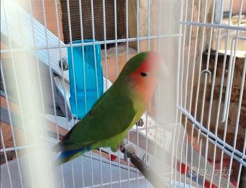 Inseparabili maschio