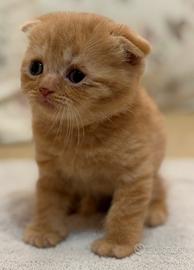 Cuccioli di scottish fold
