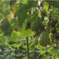 Zucca spinosa Chayote