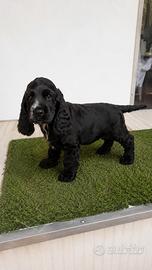 Cucciolo di Cocker spaniel Inglese paco
