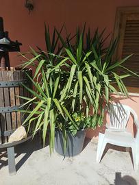 tronchetto della felicità 