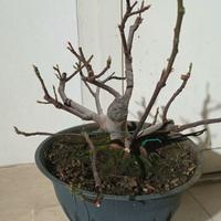 prebonsai 