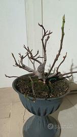 prebonsai 