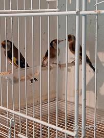 Cardellini per canarini portoghese