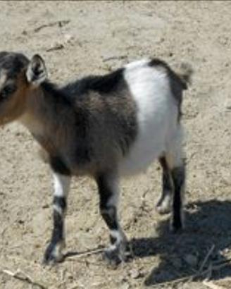 Caprette tibetane