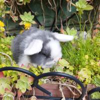 Coniglio nano ariete