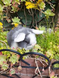 Coniglio nano ariete