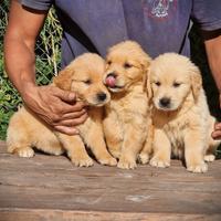 Cuccioli di Golden Retriever -Allevamento RIC.ENCI