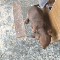 Cuccioli bassotto