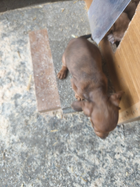 Cuccioli bassotto