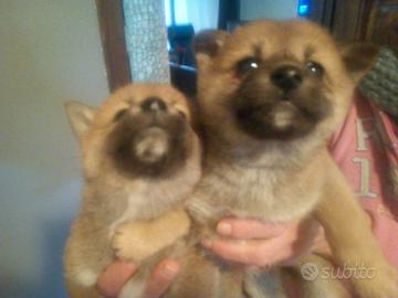 Shiba Inu meravigliosi