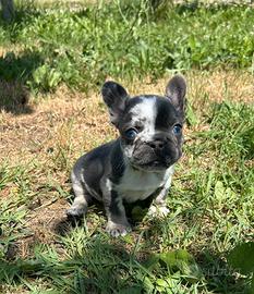 Cuccioli bulldog francese blu e blu merle