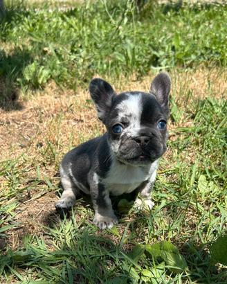 Cuccioli bulldog francese blu e blu merle