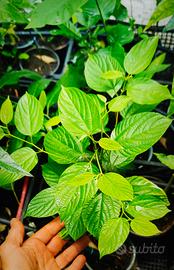 Albero dell' uva passa (Hovenia dulcis)