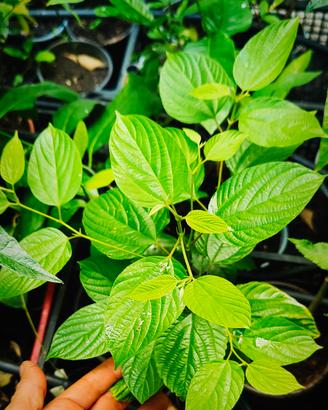 Albero dell' uva passa (Hovenia dulcis)