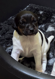 Cucciola Jack Russell Terrier