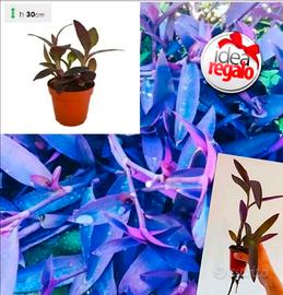 Tradescantia Pallida Purpurea - Vaso Erba Miseria