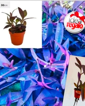 Tradescantia Pallida Purpurea - Vaso Erba Miseria