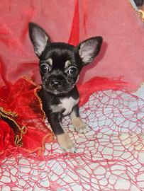 Chihuahua toy per Natale