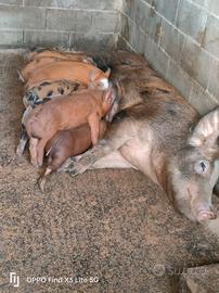 Scrofa con 9 maialini