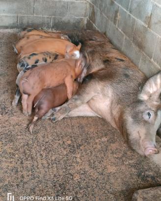 Scrofa con 9 maialini