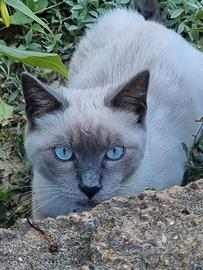 Peach vuole un fidanzatino