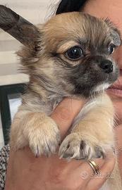 Chihuahua pelo lungo