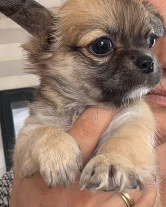 Chihuahua pelo lungo