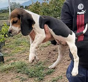 Cuccioli di Beagle con pedegree