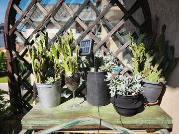 piante cactus 