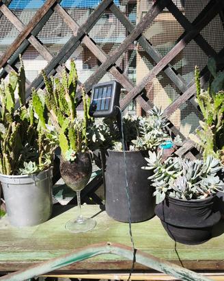 piante cactus 