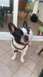 Accoppiamento SOLO per MONTA