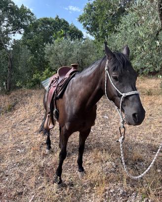 Cavalla di 10 anni